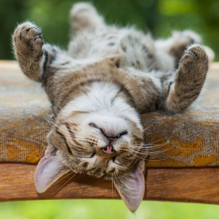 Cat image