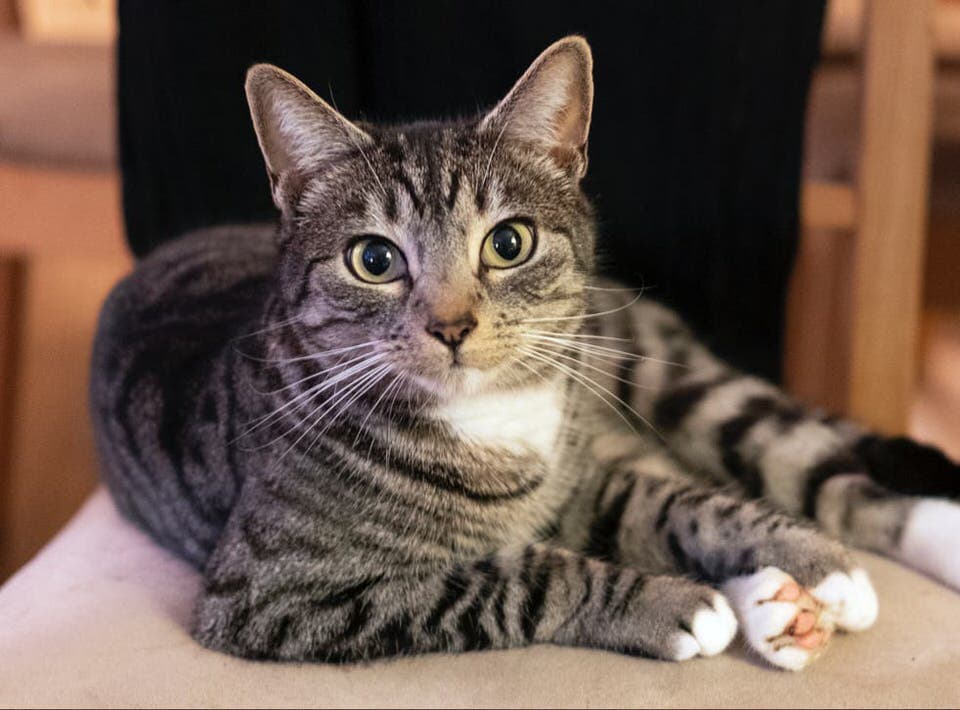 Cat image