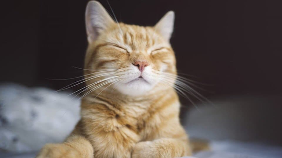 Cat image