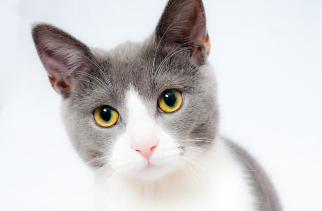 Cat image
