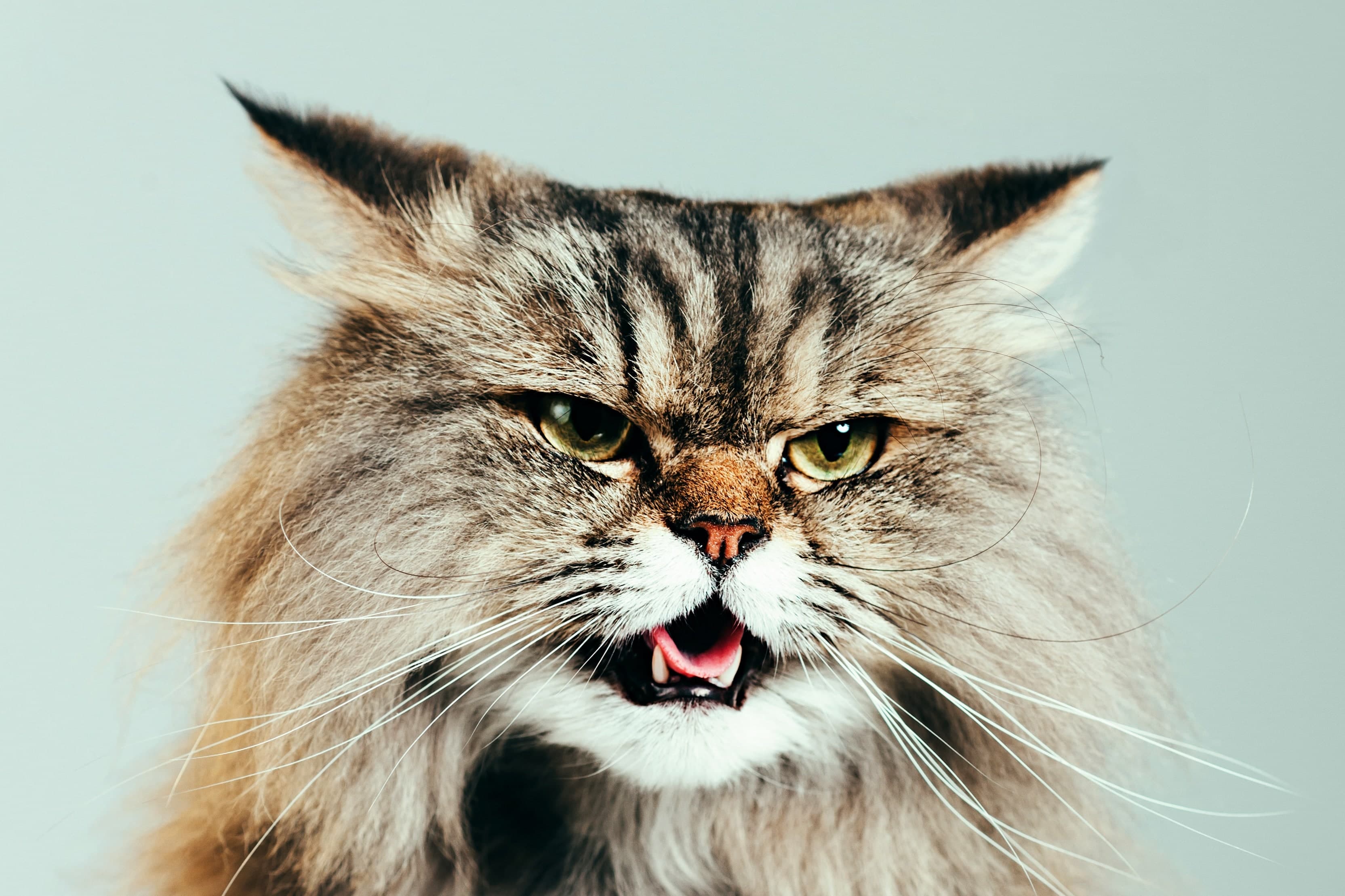 Cat image