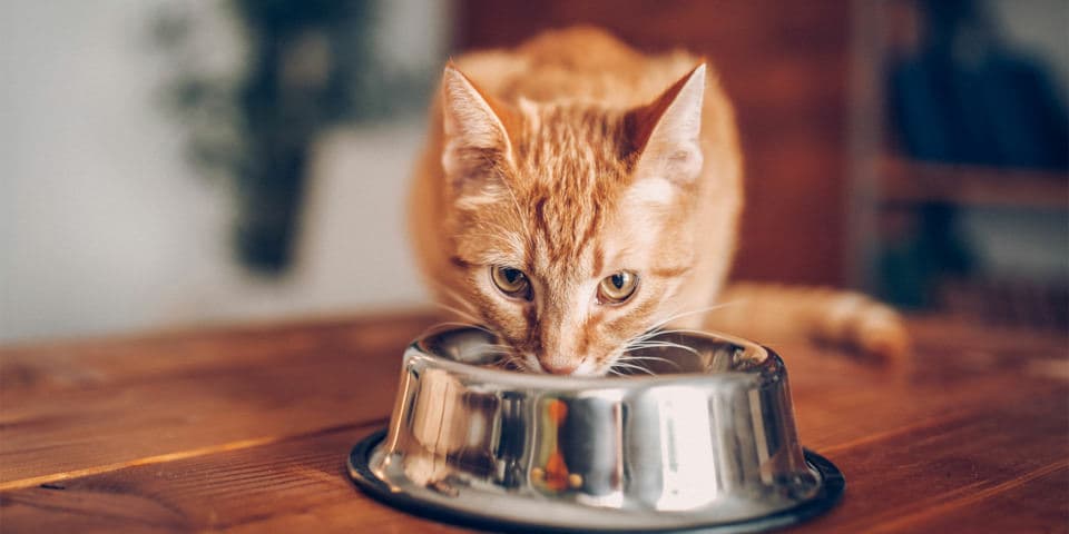 Cat image