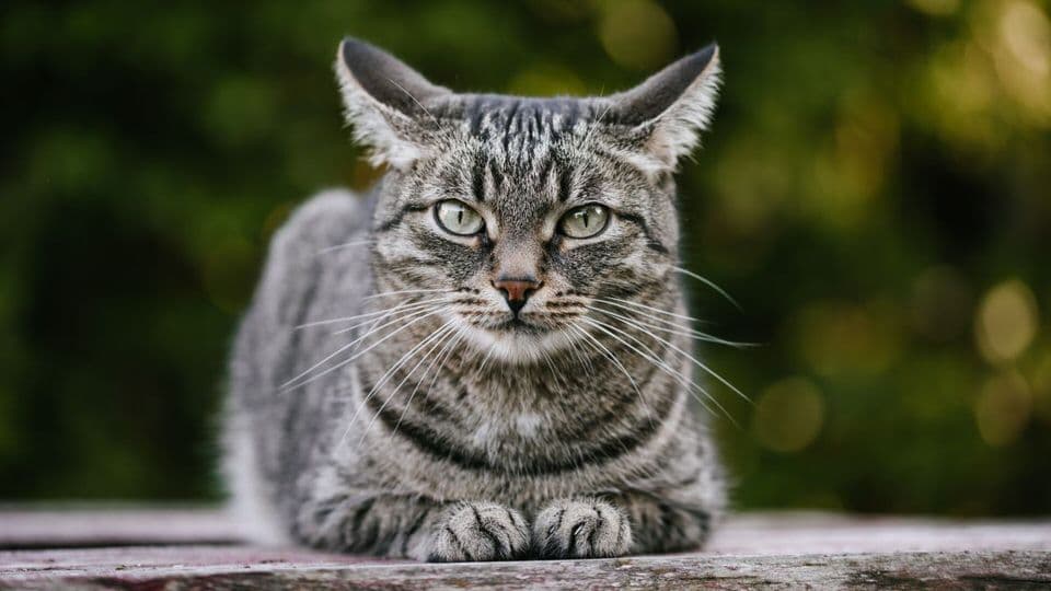 Cat image