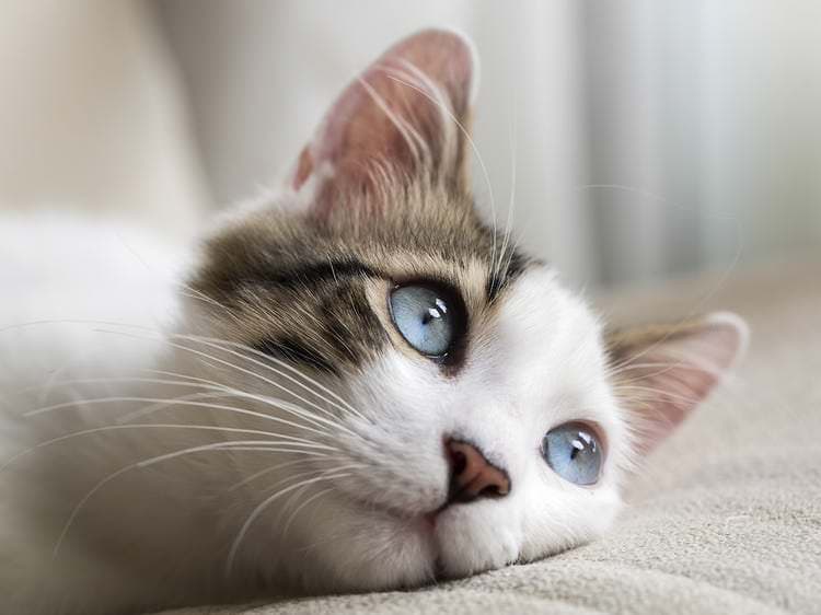 Cat image