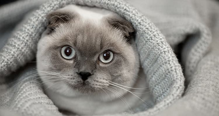 Cat image