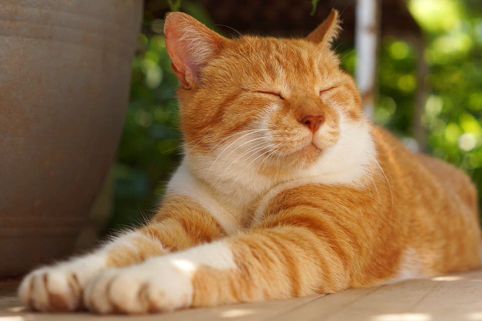 Cat image