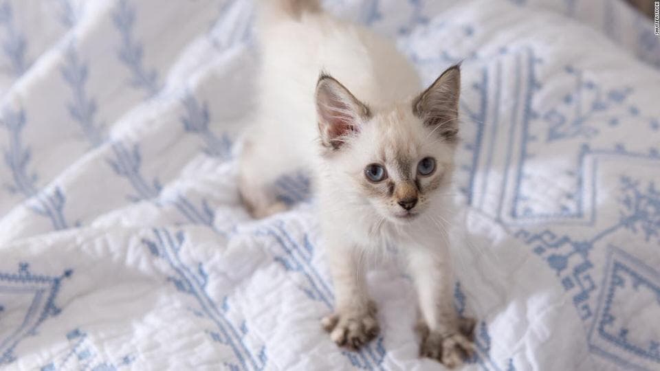 Cat image