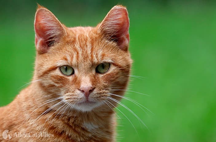 Cat image