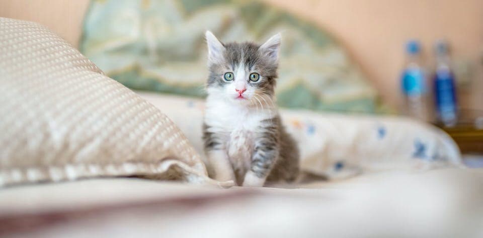 Cat image