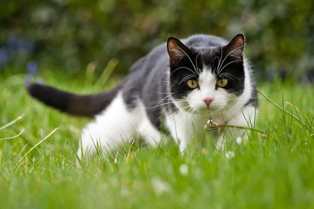 Cat image
