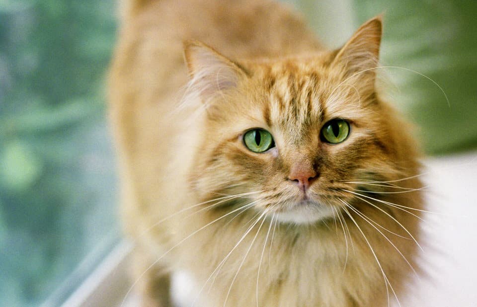 Cat image