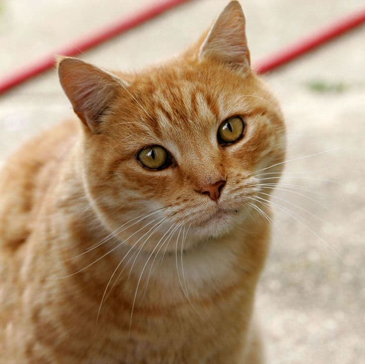 Cat image