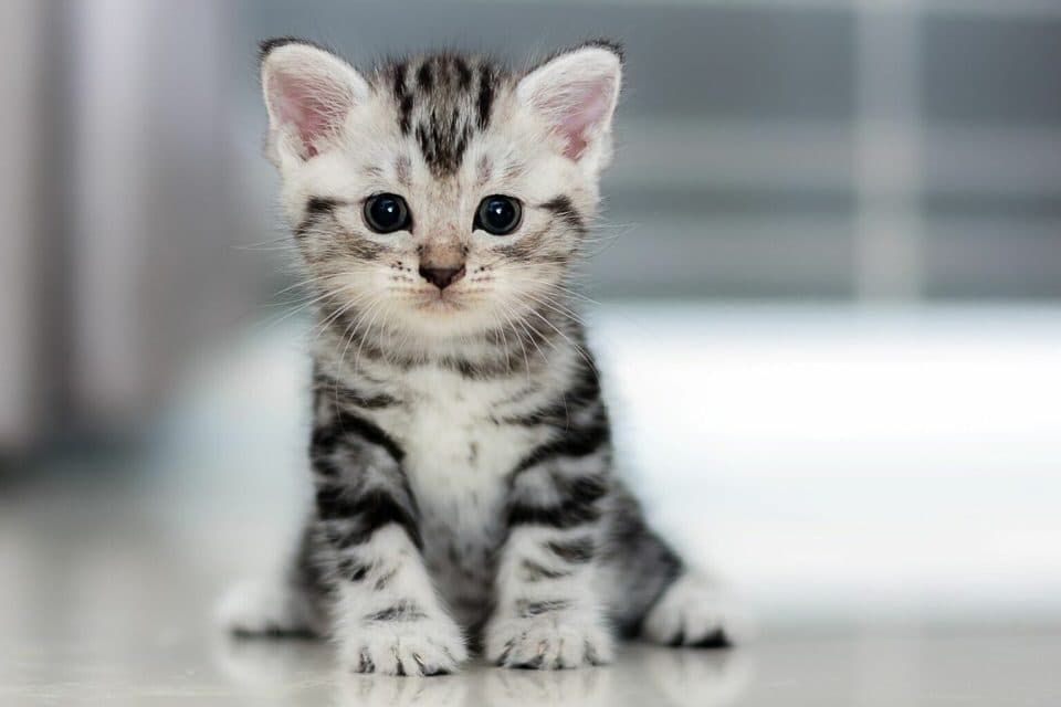 Cat image