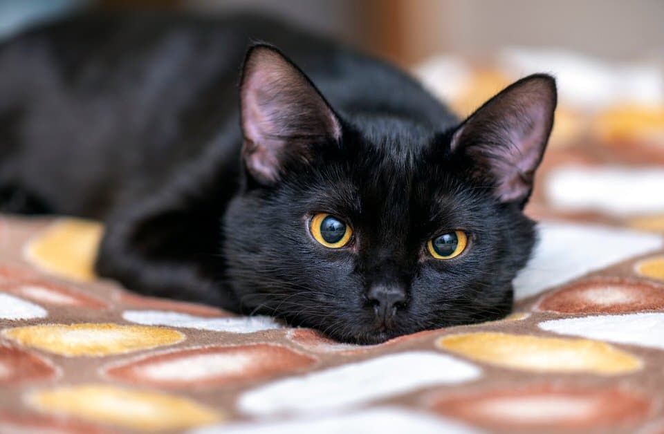 Cat image