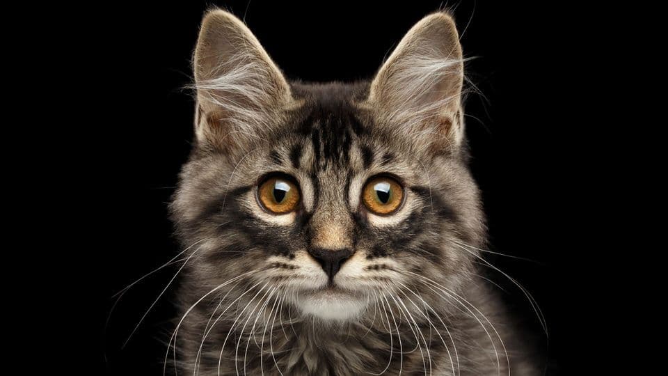 Cat image