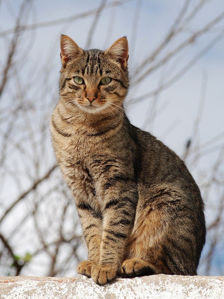 Cat image