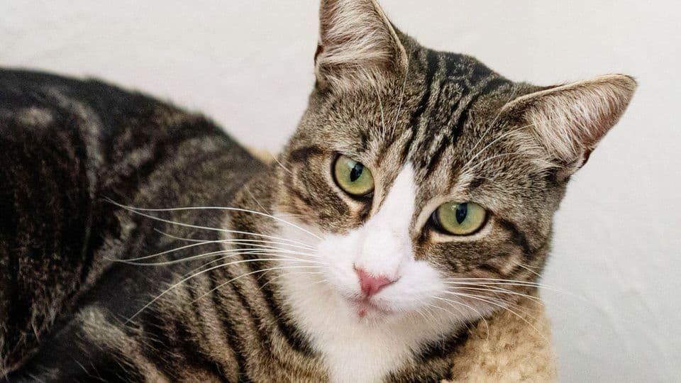 Cat image