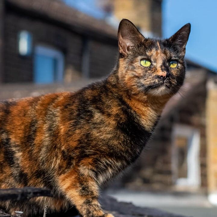 Cat image