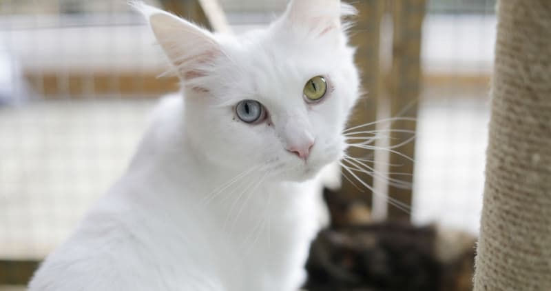 Cat image