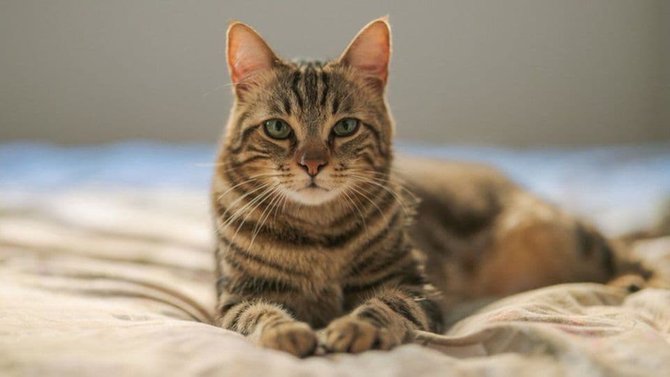 Cat image
