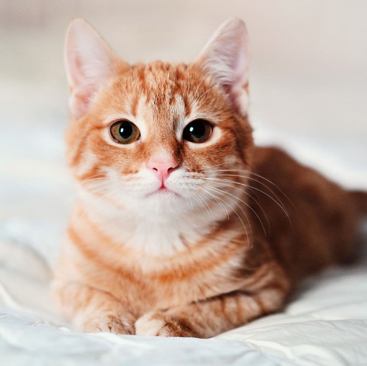 Cat image